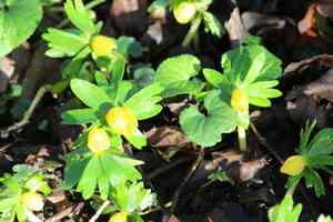 Winter aconite(Eranthis hyemalis)