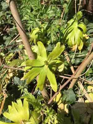 Winter aconite(Eranthis hyemalis)