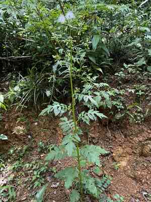 Tropical burnweed(Erechtites valerianifolius)