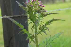 Tropical burnweed(Erechtites valerianifolius)