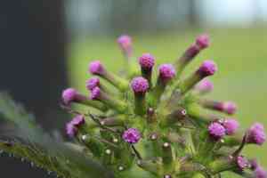Tropical burnweed(Erechtites valerianifolius)