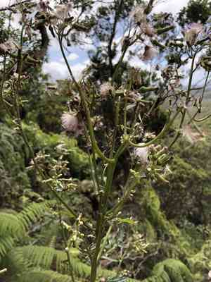 Tropical burnweed(Erechtites valerianifolius)