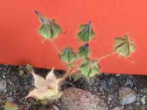 Desert fivespot(Eremalche rotundifolia)