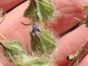 Desert fivespot(Eremalche rotundifolia)