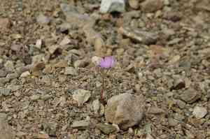 Desert fivespot(Eremalche rotundifolia)