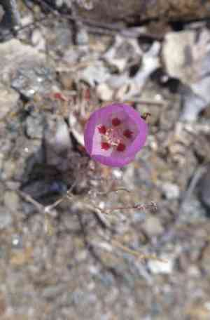 Desert fivespot(Eremalche rotundifolia)