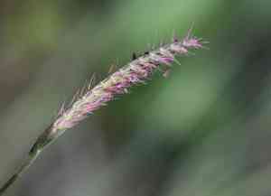 Fringed centipede grass(Eremochloa ciliaris)