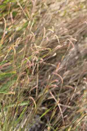 Fringed centipede grass(Eremochloa ciliaris)
