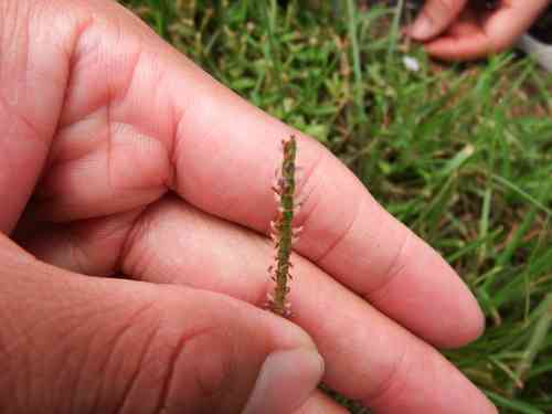 Centipedegrass(Eremochloa ophiuroides)