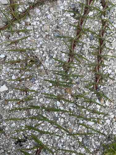 Centipedegrass(Eremochloa ophiuroides)