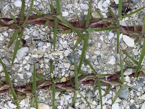 Centipedegrass(Eremochloa ophiuroides)