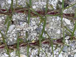 Centipedegrass(Eremochloa ophiuroides)