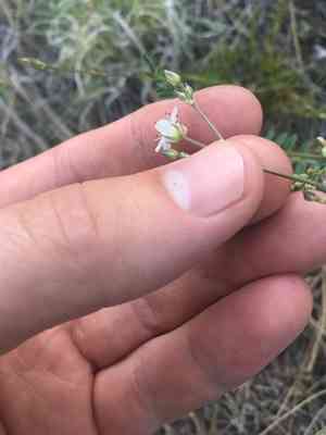 Fendler's sandwort(Eremogone fendleri)