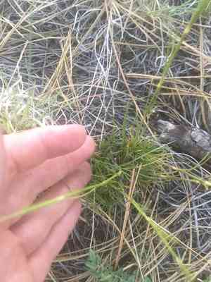 Fendler's sandwort(Eremogone fendleri)