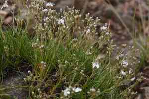 Fendler's sandwort(Eremogone fendleri)