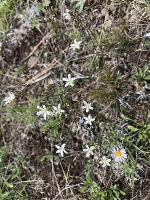 Fendler's sandwort(Eremogone fendleri)