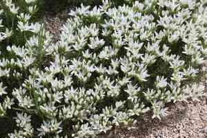 Eremogone hookeri(Eremogone hookeri)