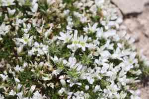 Eremogone hookeri(Eremogone hookeri)
