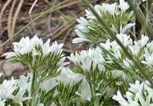 Eremogone hookeri(Eremogone hookeri)