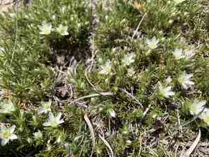 Eremogone hookeri(Eremogone hookeri)