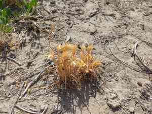Oriental false wheatgrass(Eremopyrum orientale)