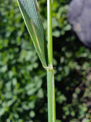 Oriental false wheatgrass(Eremopyrum orientale)