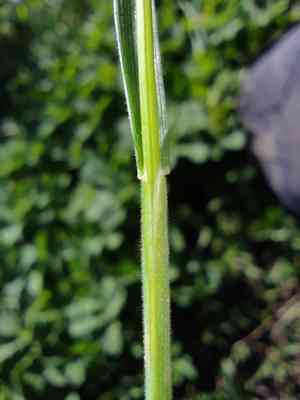 Oriental false wheatgrass(Eremopyrum orientale)