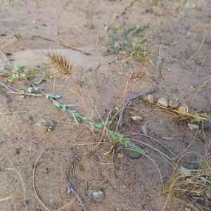 Oriental false wheatgrass(Eremopyrum orientale)