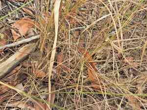 Wanderrie-grass(Eriachne pallescens)