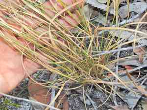 Wanderrie-grass(Eriachne pallescens)