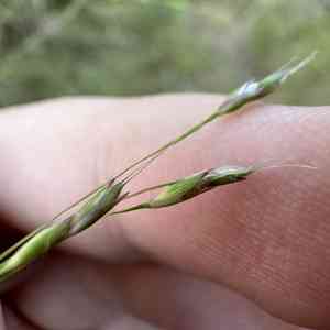 Wanderrie-grass(Eriachne pallescens)