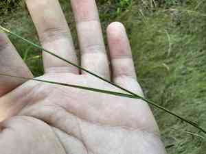 Wanderrie-grass(Eriachne pallescens)