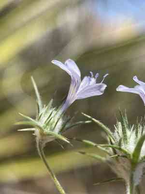 Desert woollystar(Eriastrum eremicum)