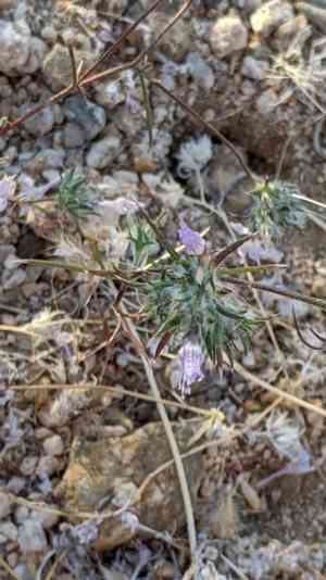 Desert woollystar(Eriastrum eremicum)