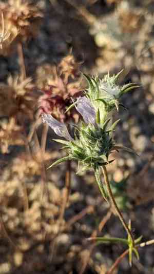 Desert woollystar(Eriastrum eremicum)