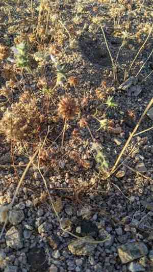 Desert woollystar(Eriastrum eremicum)