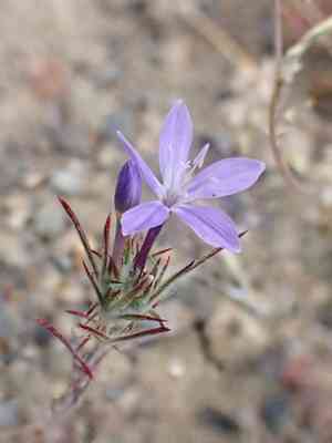 Tehachapi woollystar(Eriastrum pluriflorum)