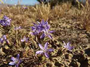 Tehachapi woollystar(Eriastrum pluriflorum)