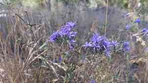 Tehachapi woollystar(Eriastrum pluriflorum)