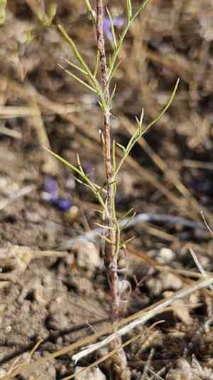 Tehachapi woollystar(Eriastrum pluriflorum)