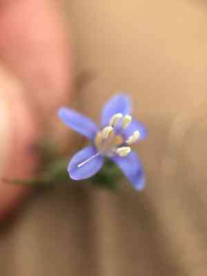 Sapphire woollystar(Eriastrum sapphirinum)