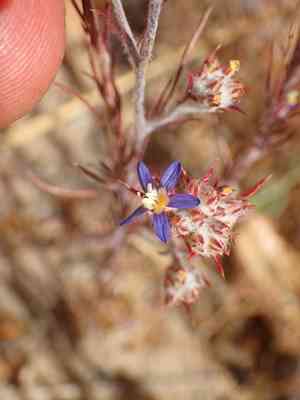 Sapphire woollystar(Eriastrum sapphirinum)