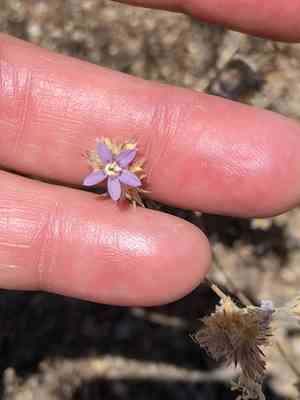 Sapphire woollystar(Eriastrum sapphirinum)