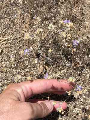 Sapphire woollystar(Eriastrum sapphirinum)
