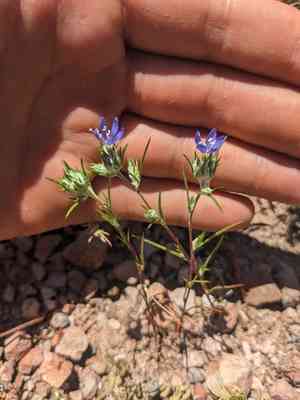 Wand woollystar(Eriastrum virgatum)