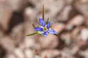 Wand woollystar(Eriastrum virgatum)