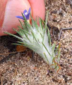 Wand woollystar(Eriastrum virgatum)