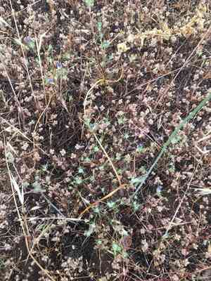 Wand woollystar(Eriastrum virgatum)