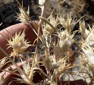 Wilcox's woollystar(Eriastrum wilcoxii)