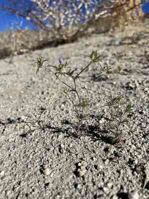Wilcox's woollystar(Eriastrum wilcoxii)
